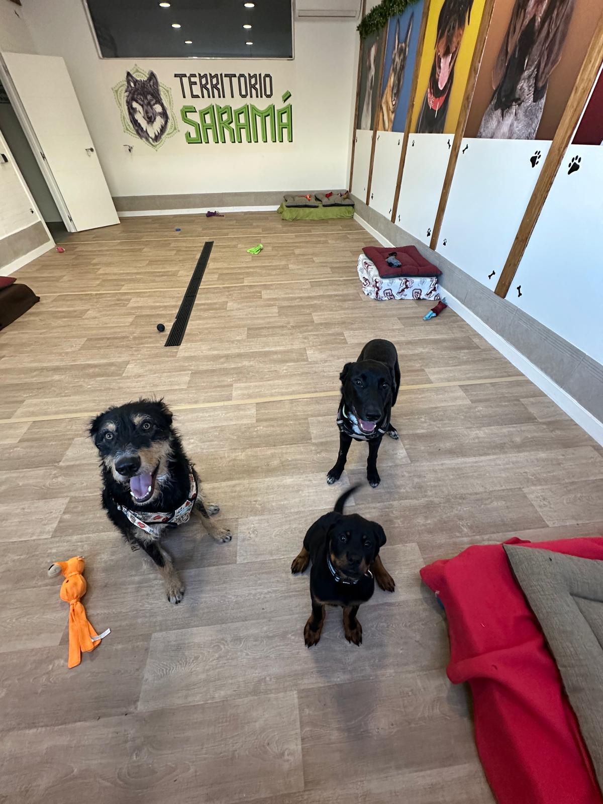 Guarderia canina TERRITORIO SARAMA